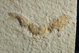 Solnhofen - Fische - Leptolepides sprattiformis (BLAINVILLE 1818)